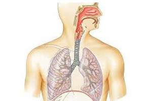 Antioxidantes naturales para Fortalecer el Sistema Respiratorio
